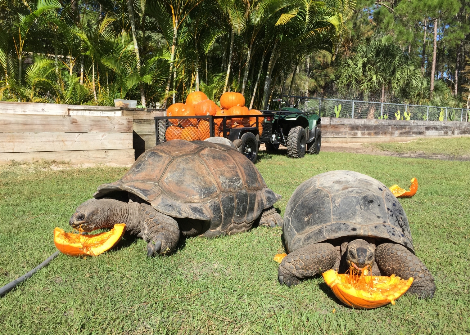 Aldabra Breeders