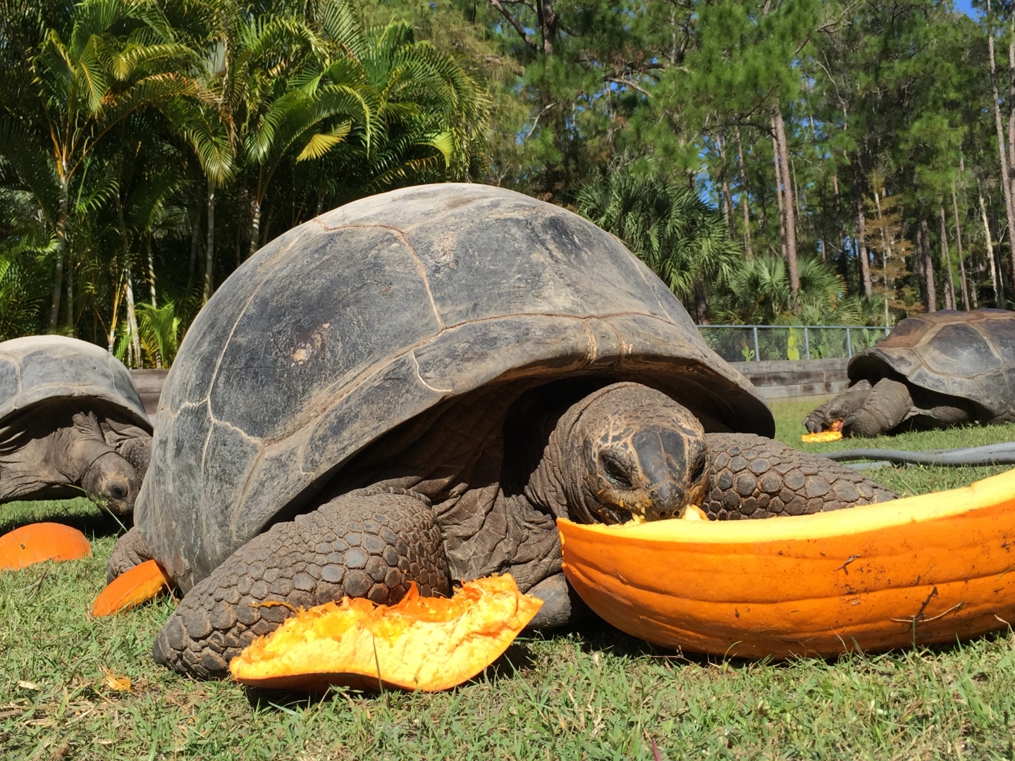 Aldabra Breeders