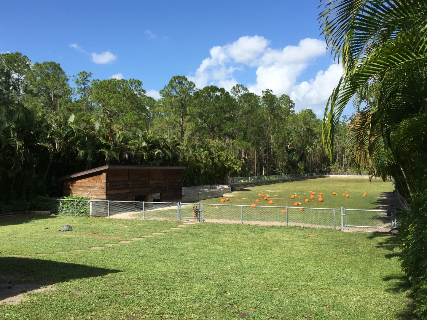 Aldabra Breeders