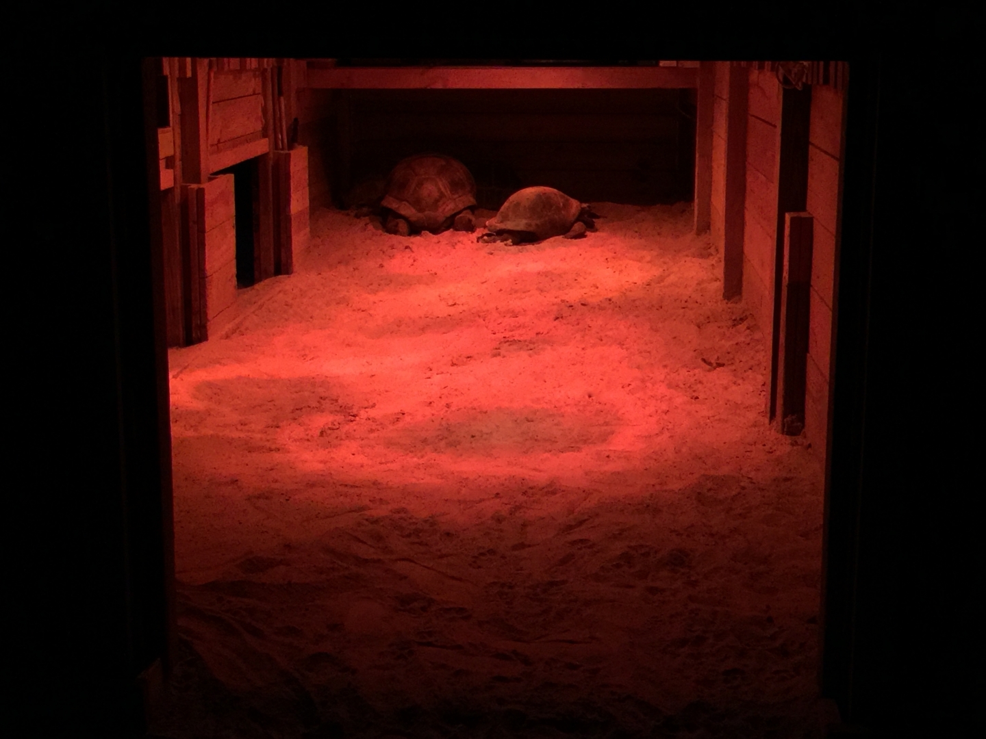 Aldabra Breeders