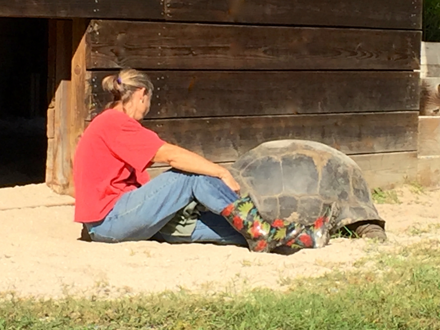 Aldabra Breeders