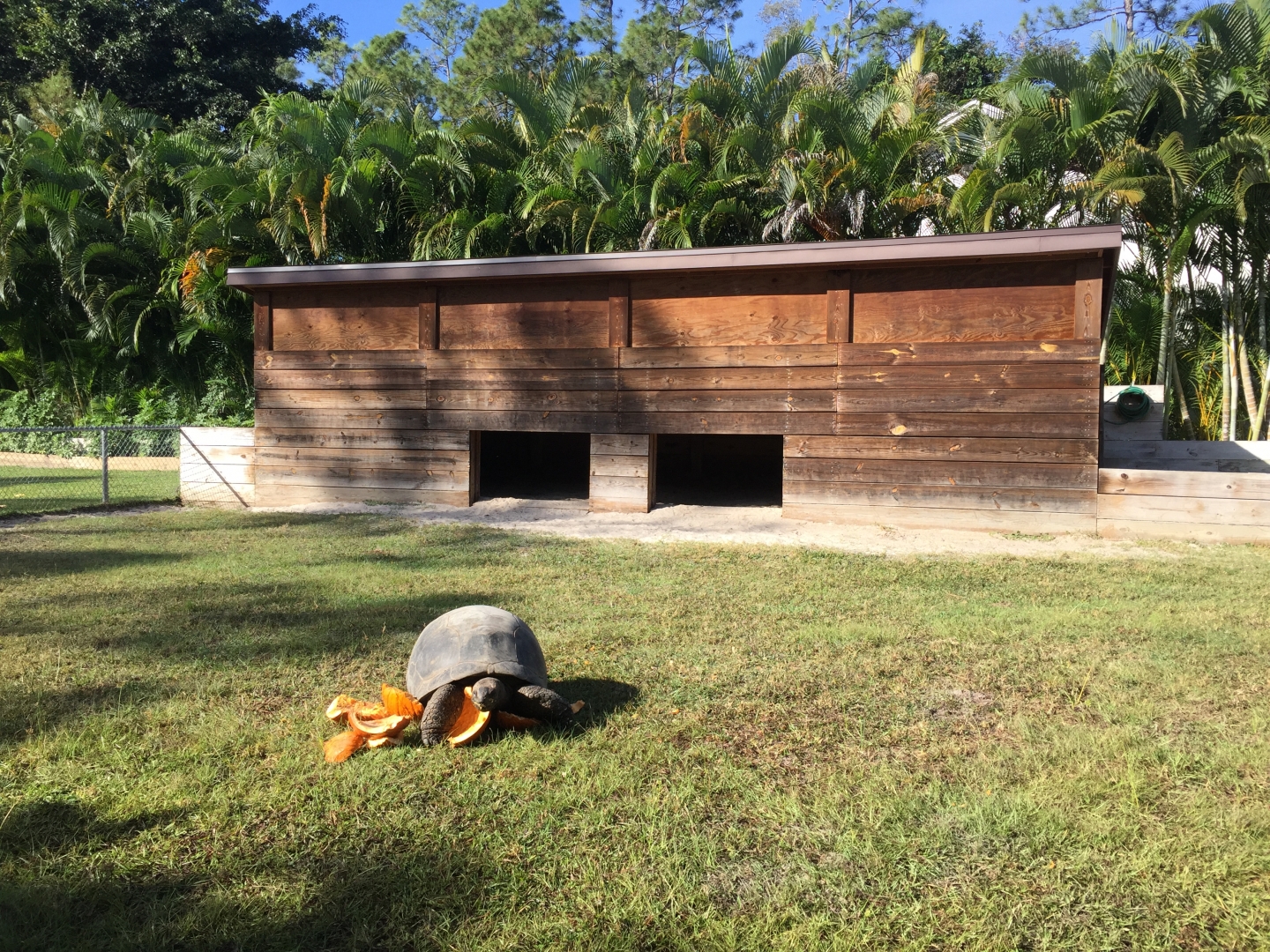 Aldabra Breeders