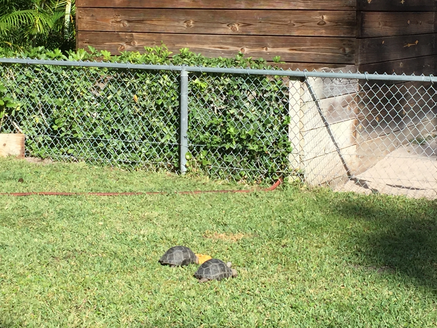Aldabra Breeders