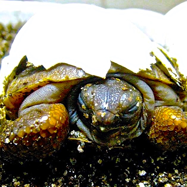 Aldabra Breeders