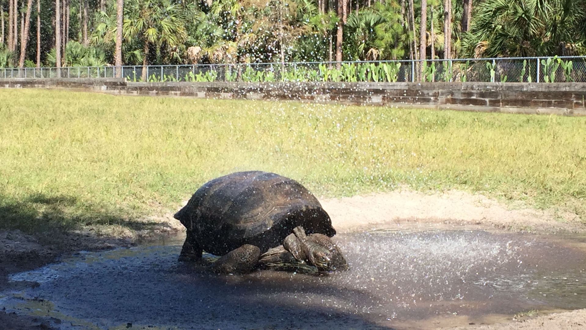 Aldabra Breeders