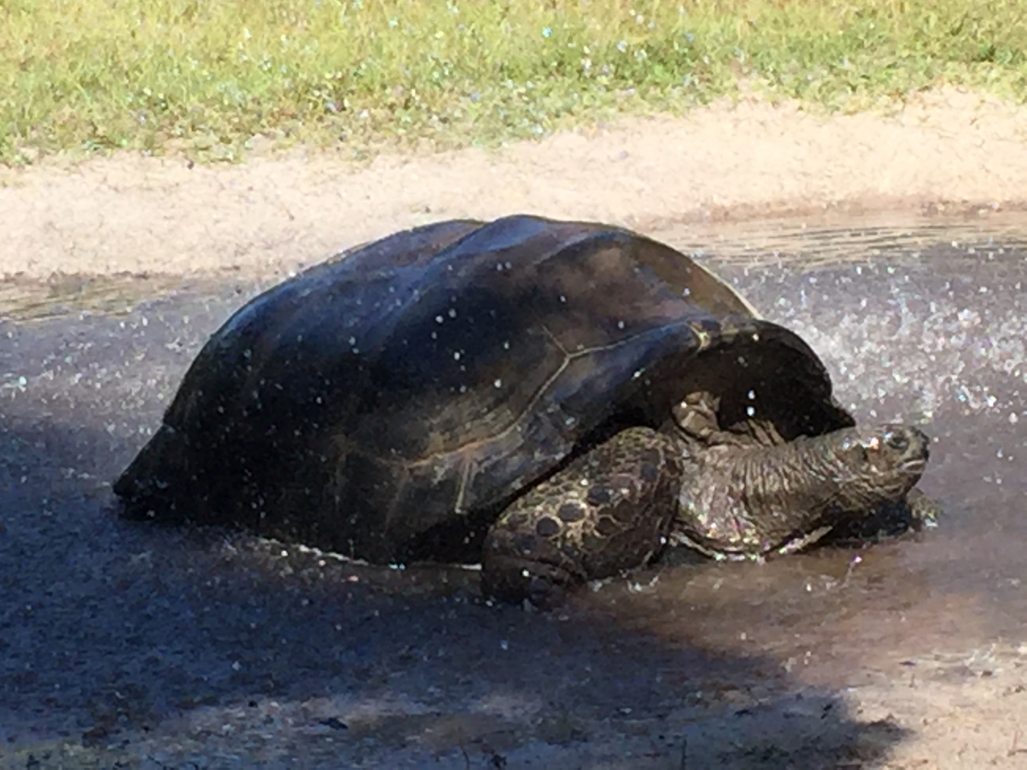 Aldabra Breeders