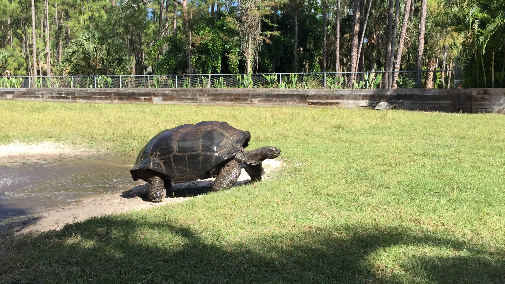 Aldabra Breeders