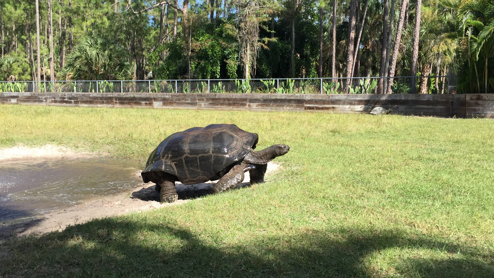 Aldabra Breeders