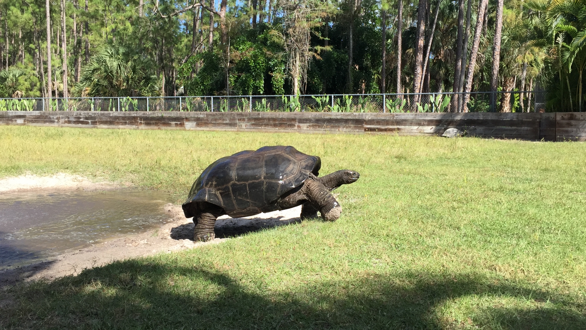 Aldabra Breeders