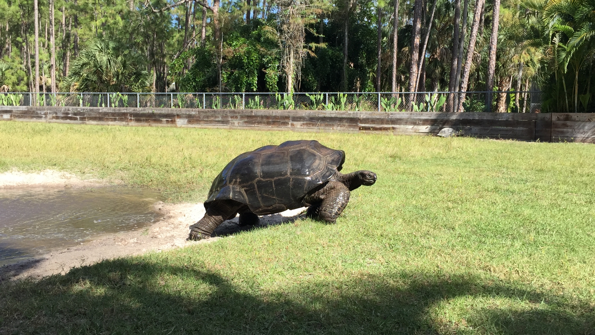 Aldabra Breeders