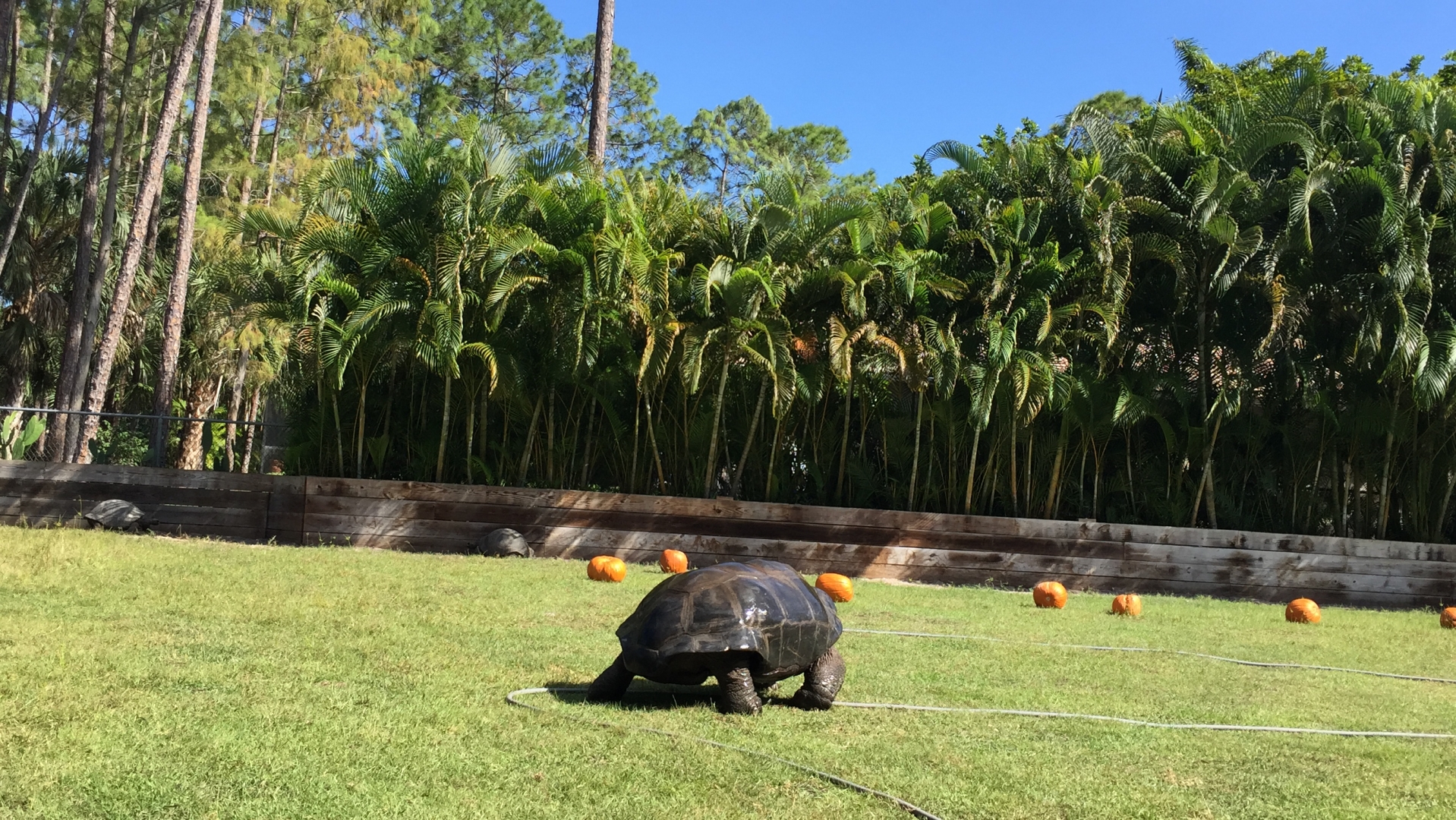 Aldabra Breeders