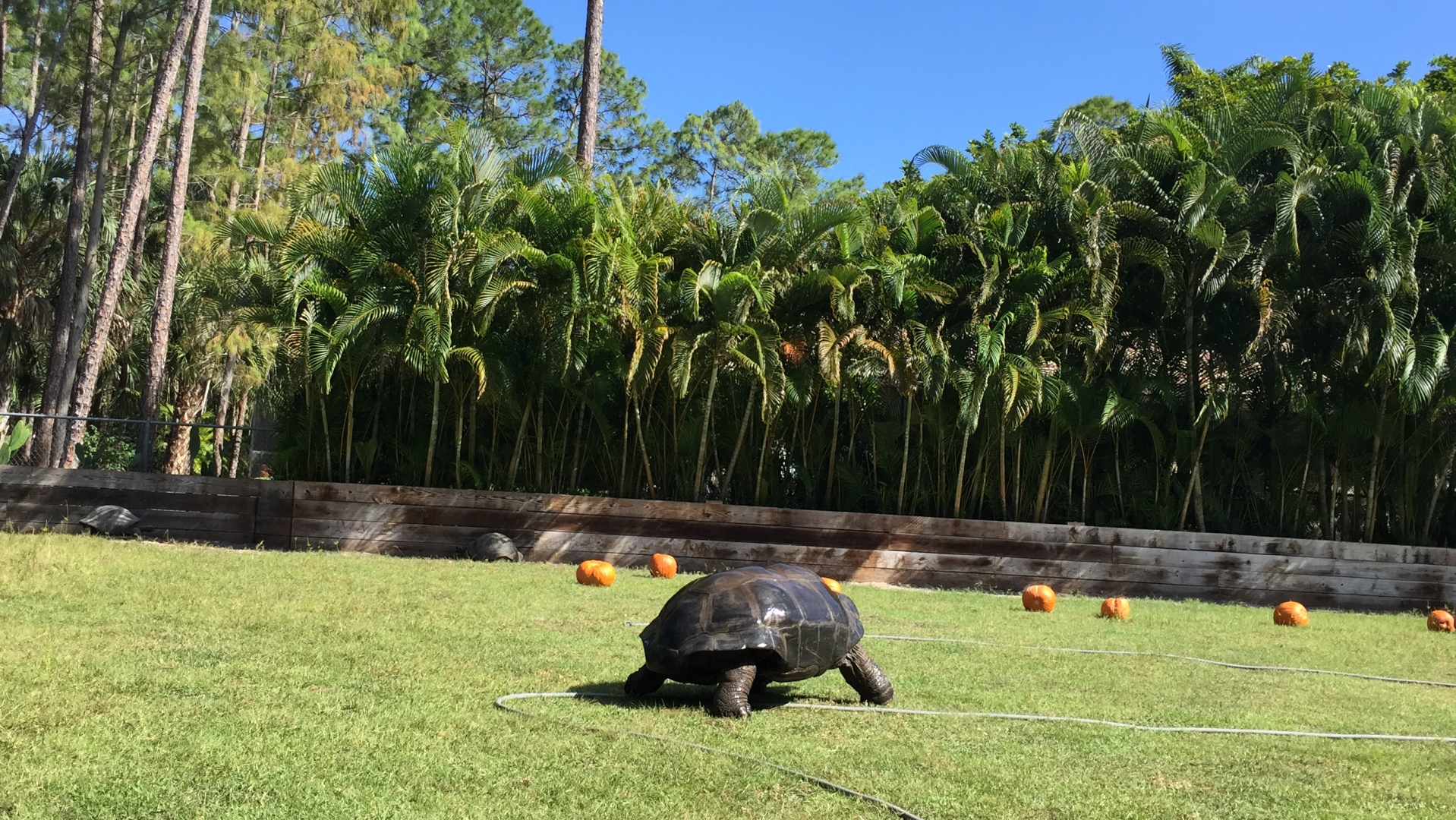 Aldabra Breeders