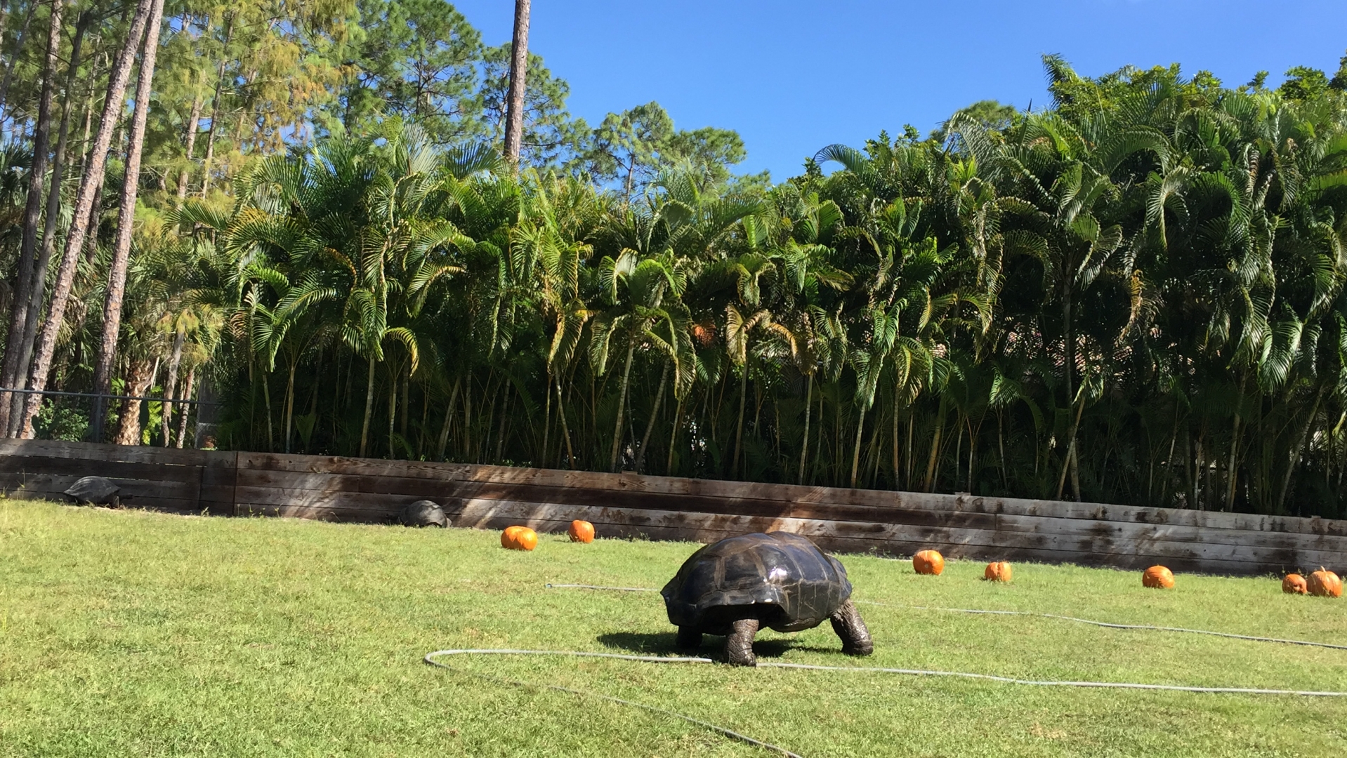 Aldabra Breeders