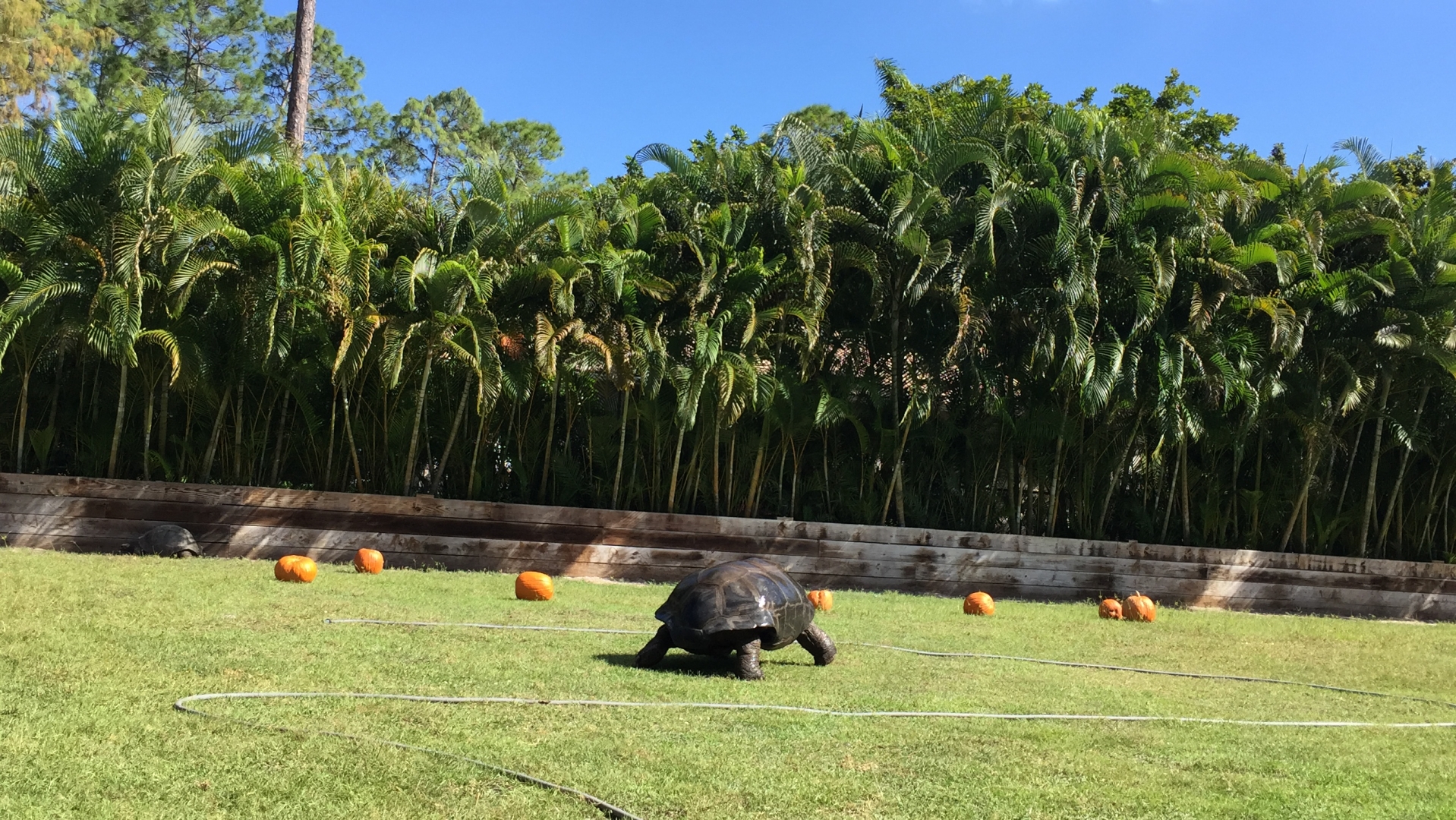Aldabra Breeders