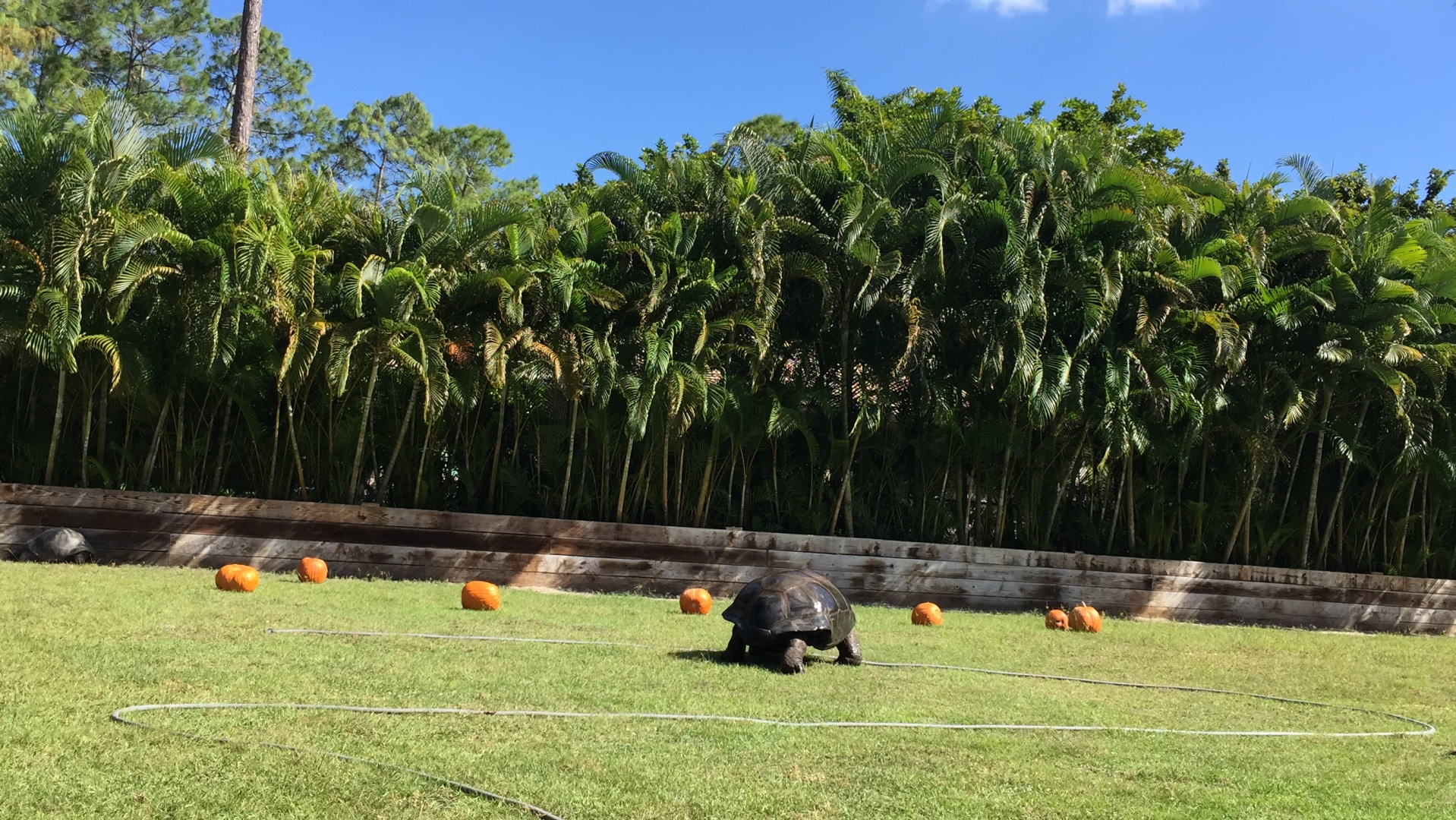 Aldabra Breeders