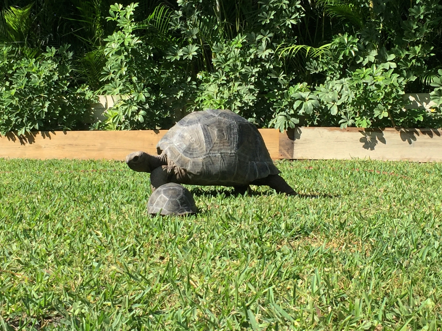 Aldabra Breeders
