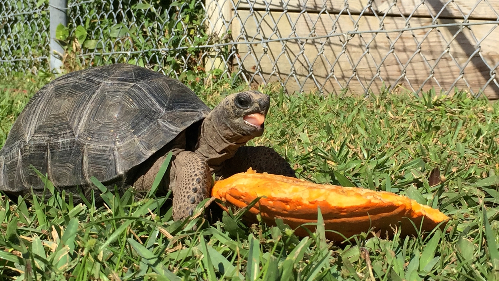 Aldabra Breeders