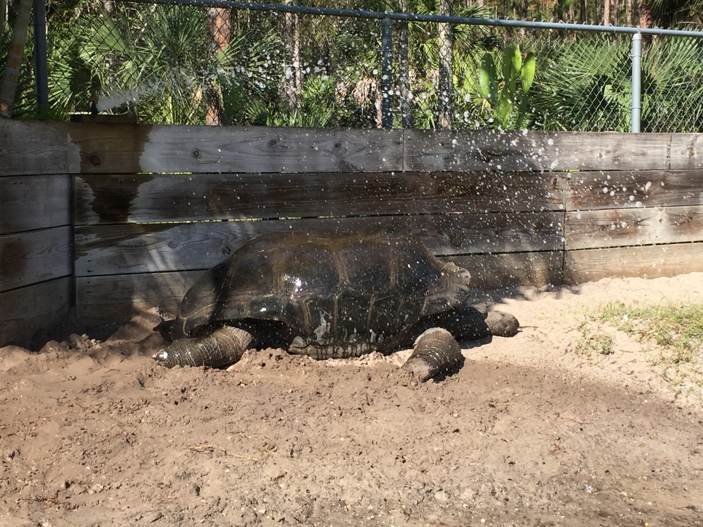 Aldabra Breeders