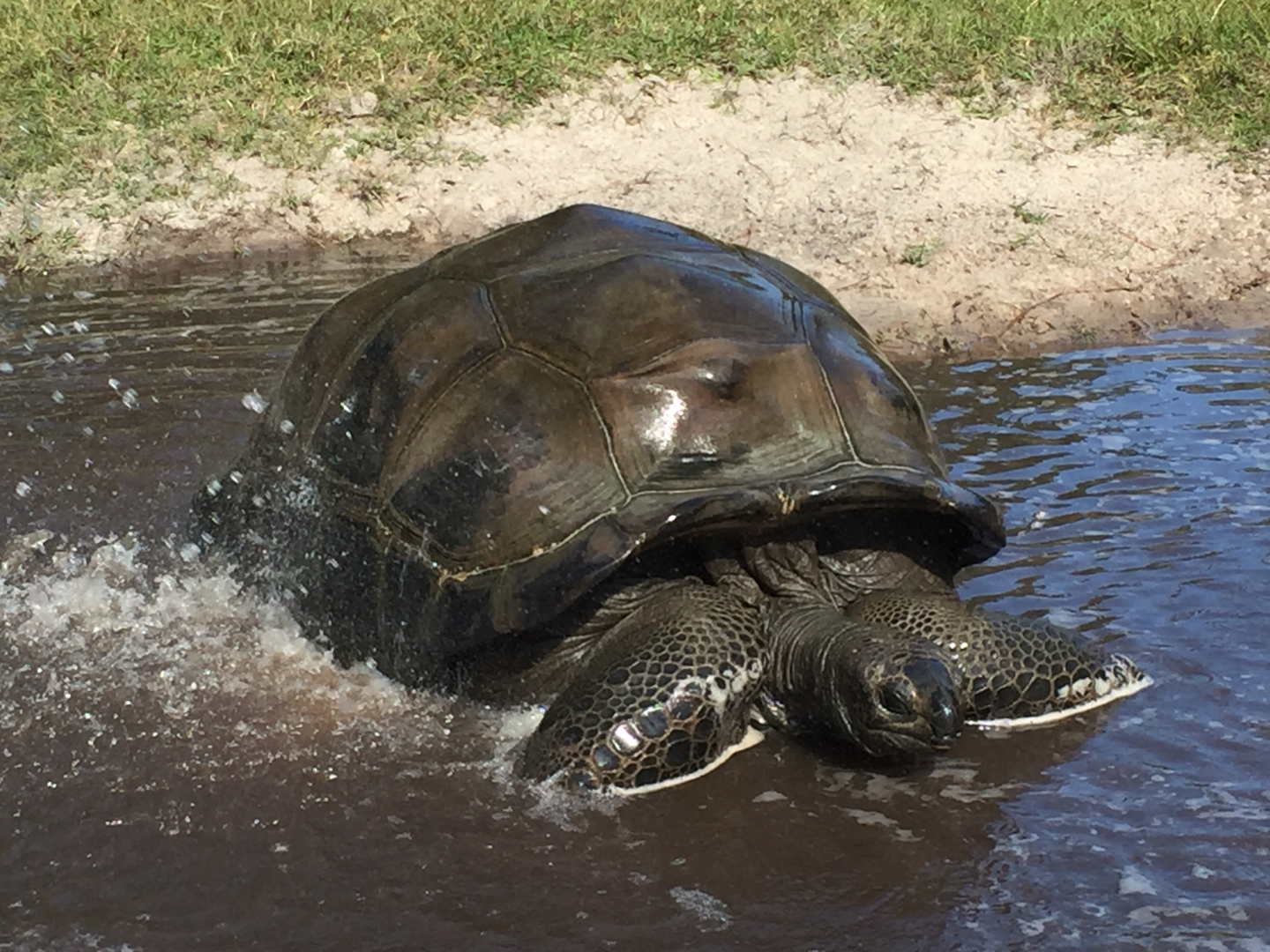 Aldabra Breeders