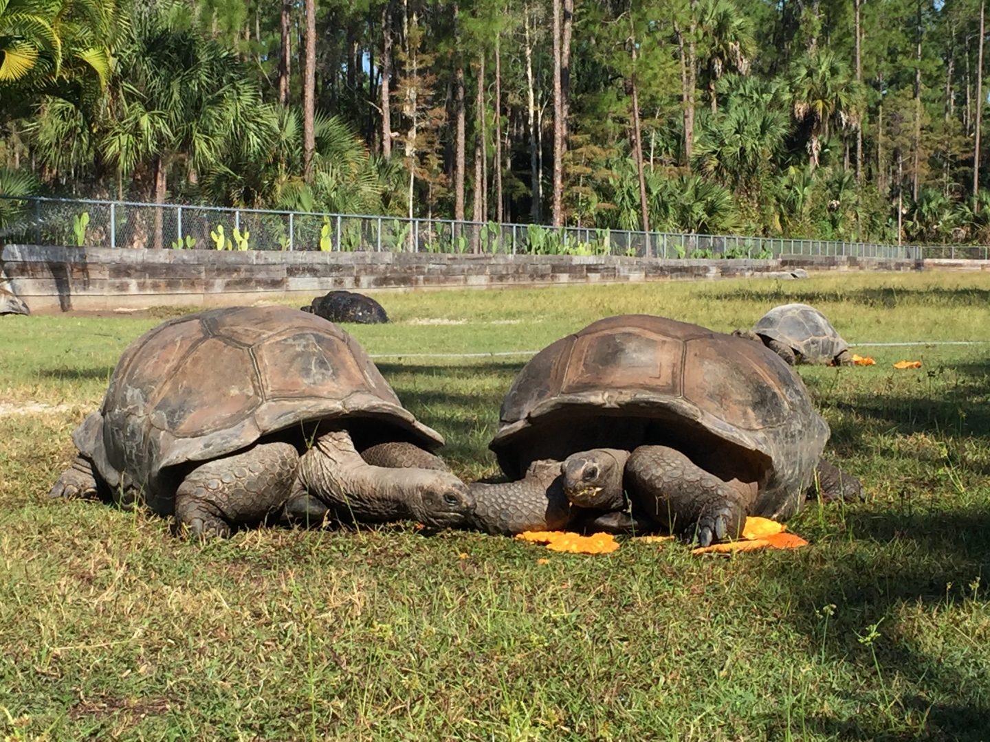 Aldabra Breeders
