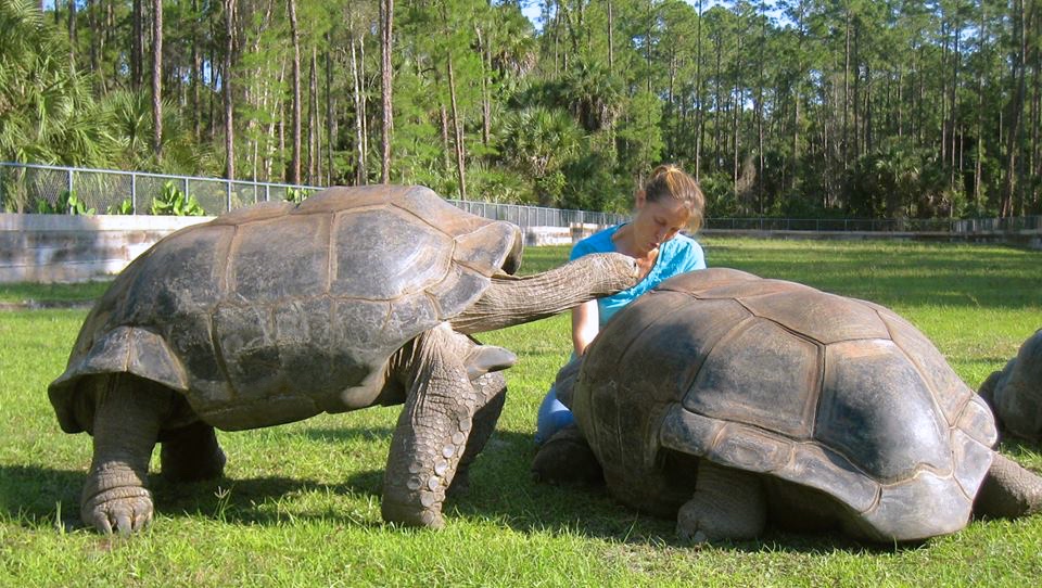 Aldabra Breeders