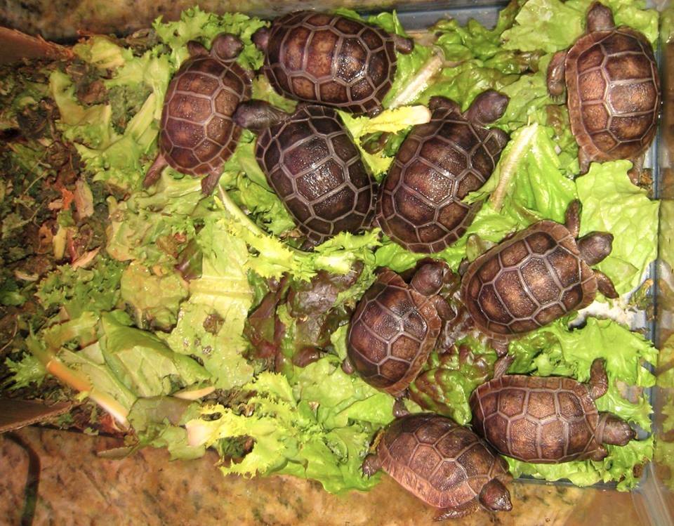 Aldabra Breeders
