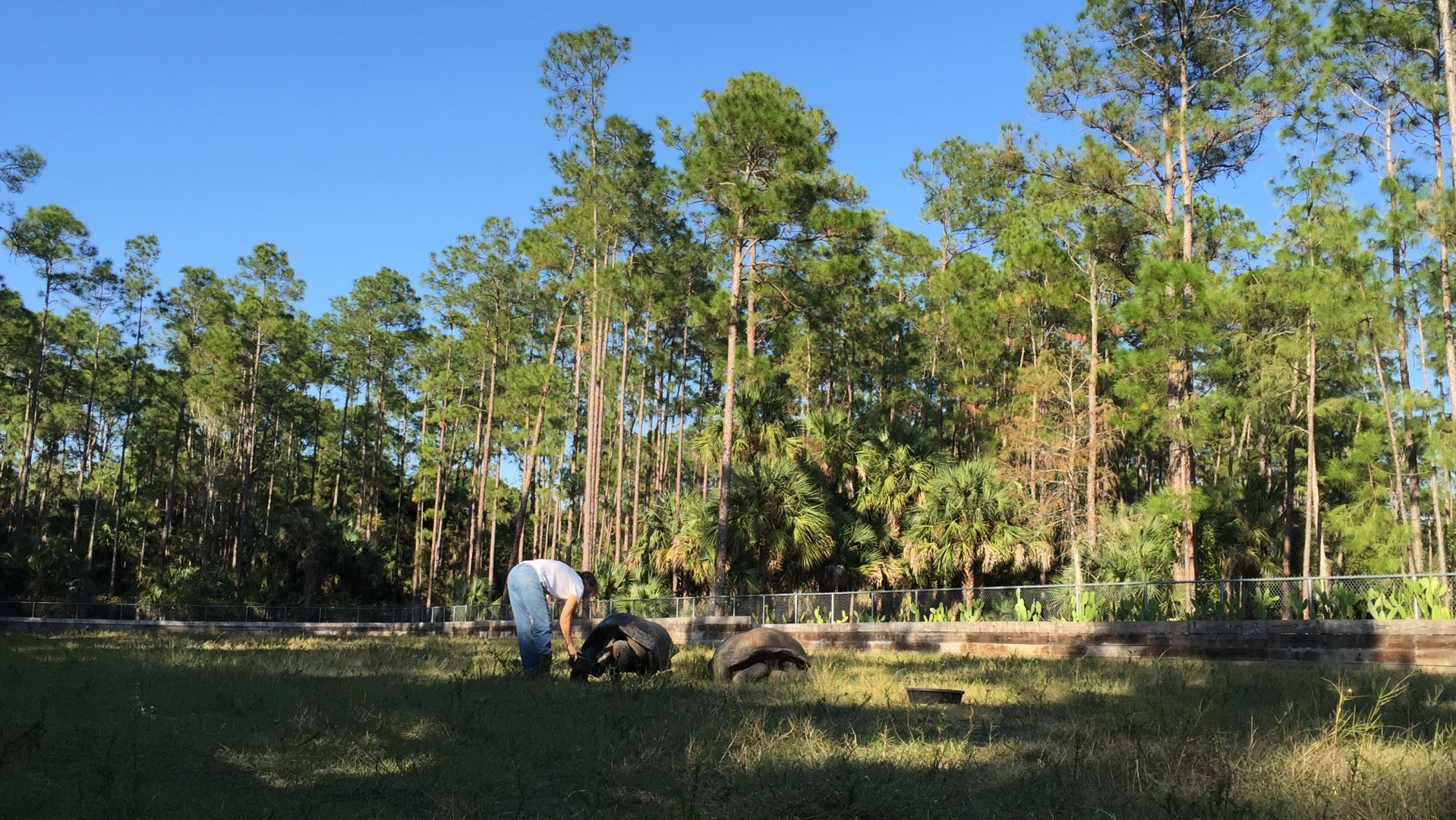 Aldabra Breeders