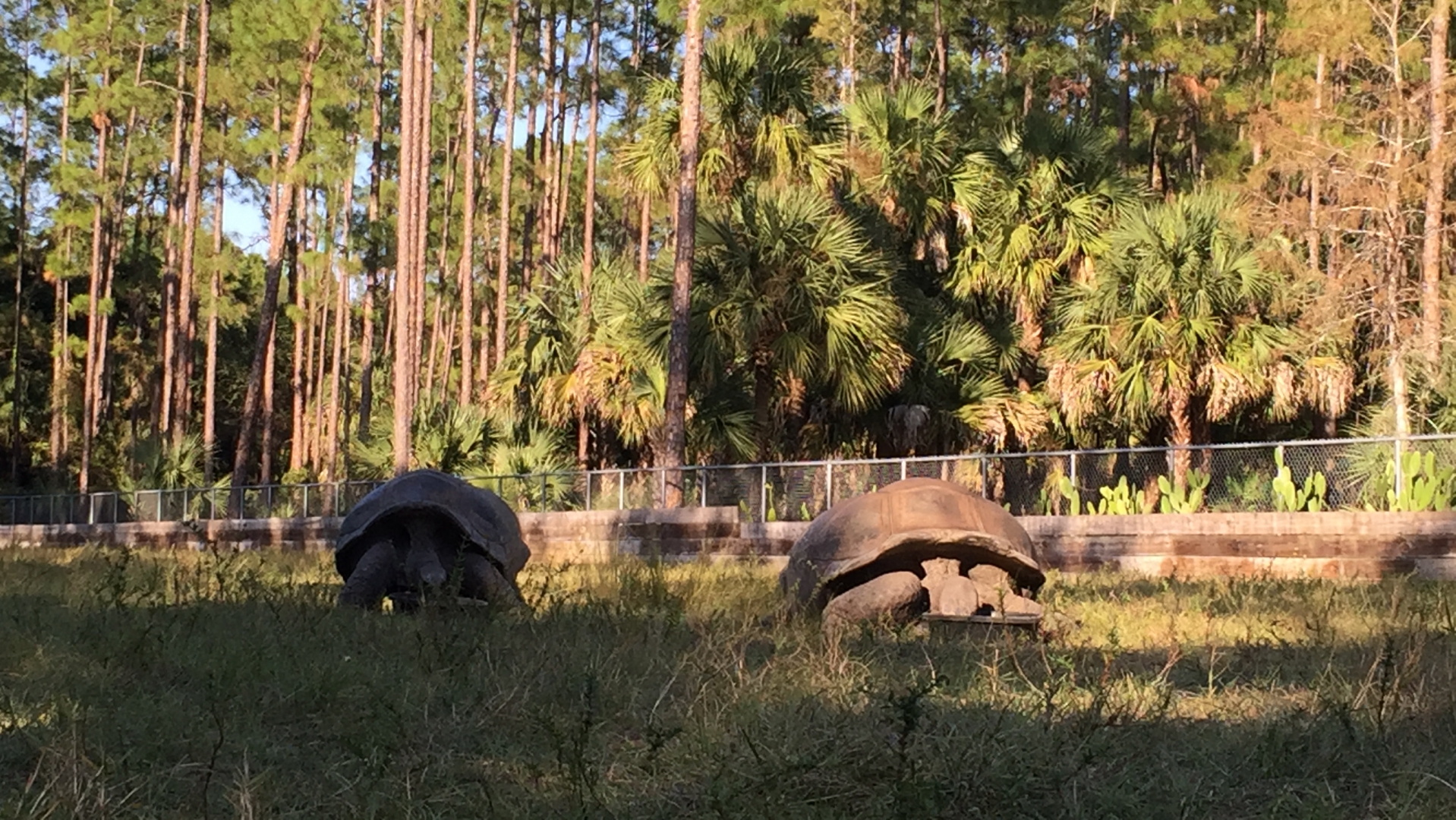 Aldabra Breeders