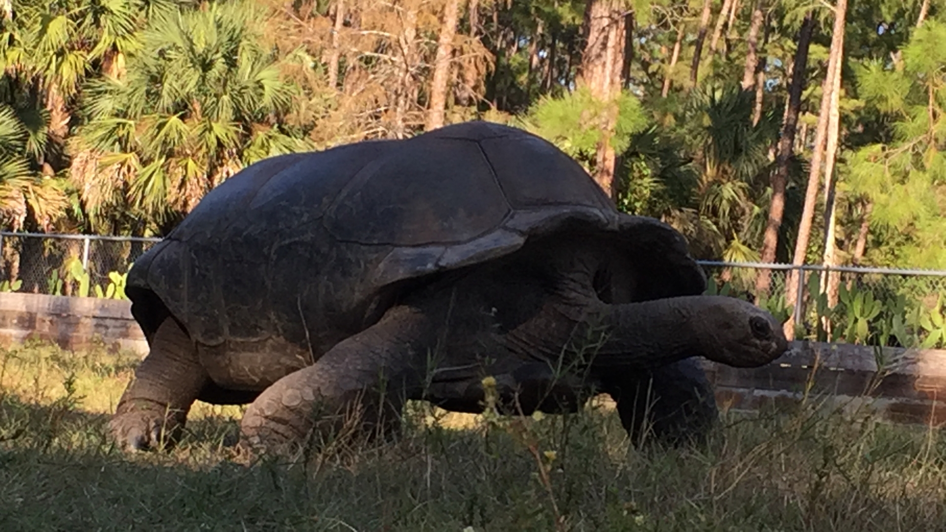 Aldabra Breeders