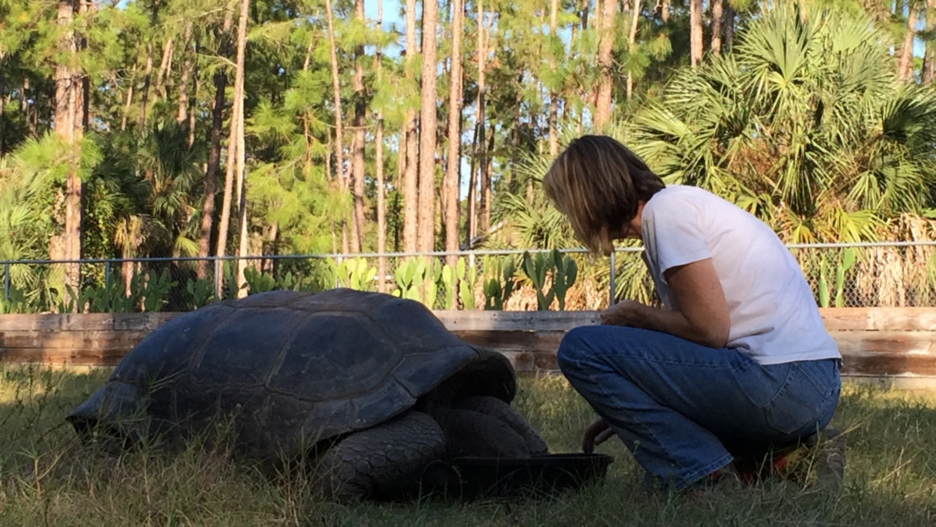Aldabra Breeders