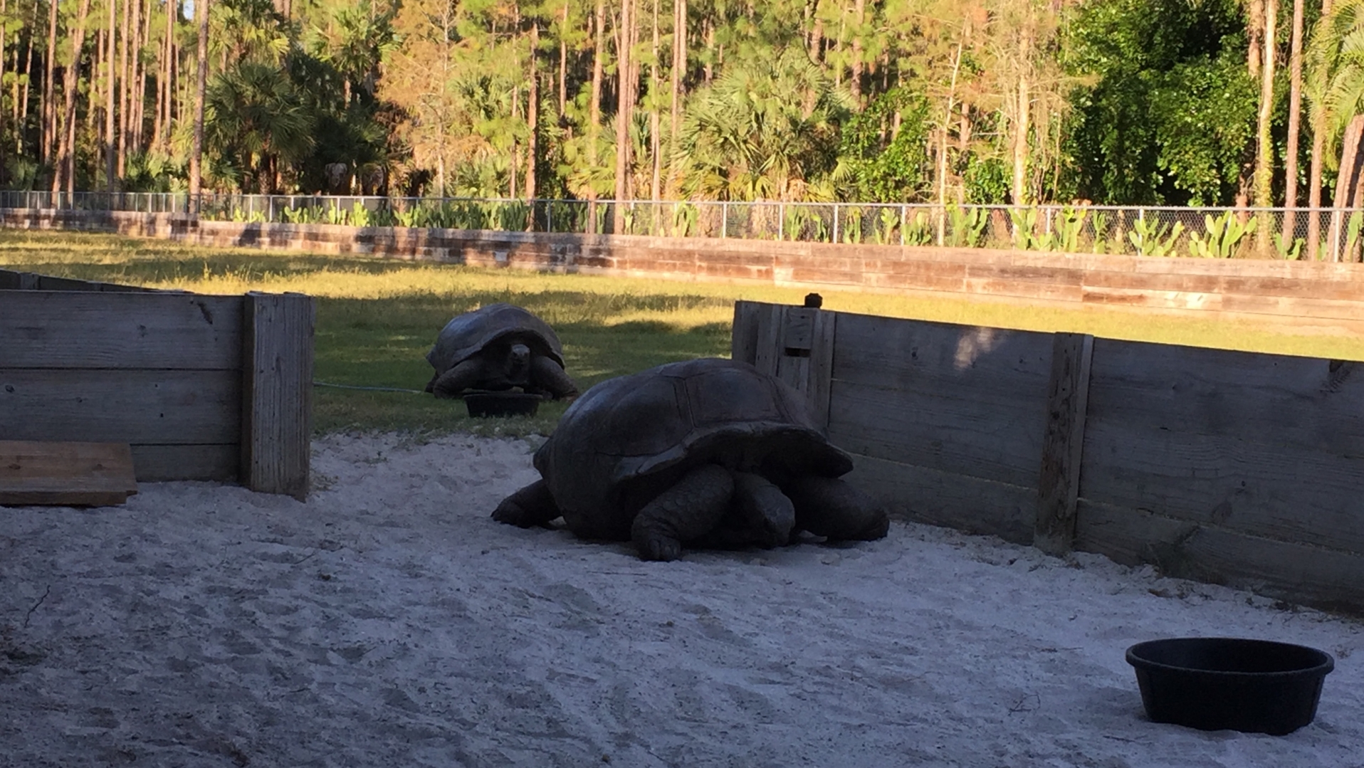 Aldabra Breeders