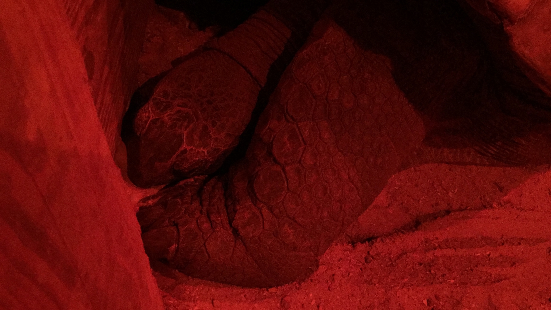Aldabra Breeders