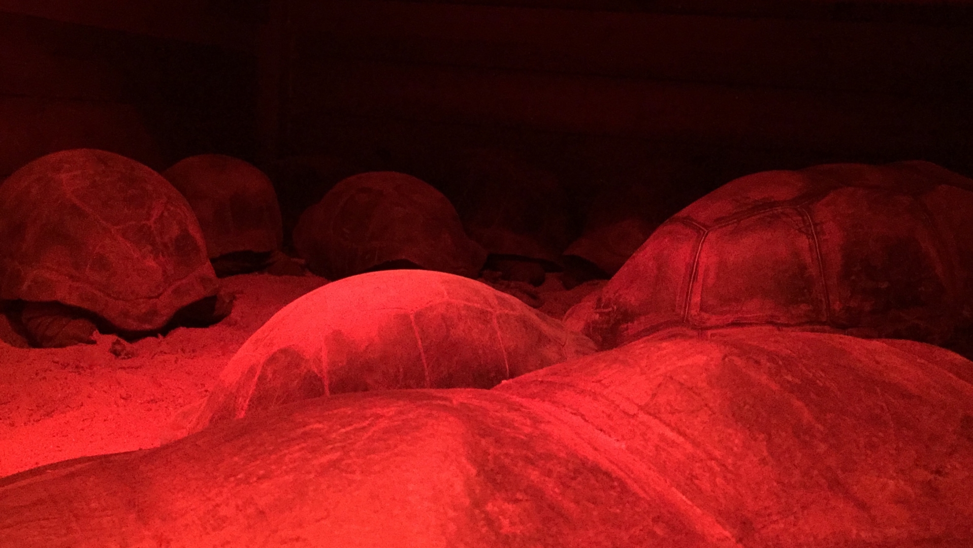 Aldabra Breeders