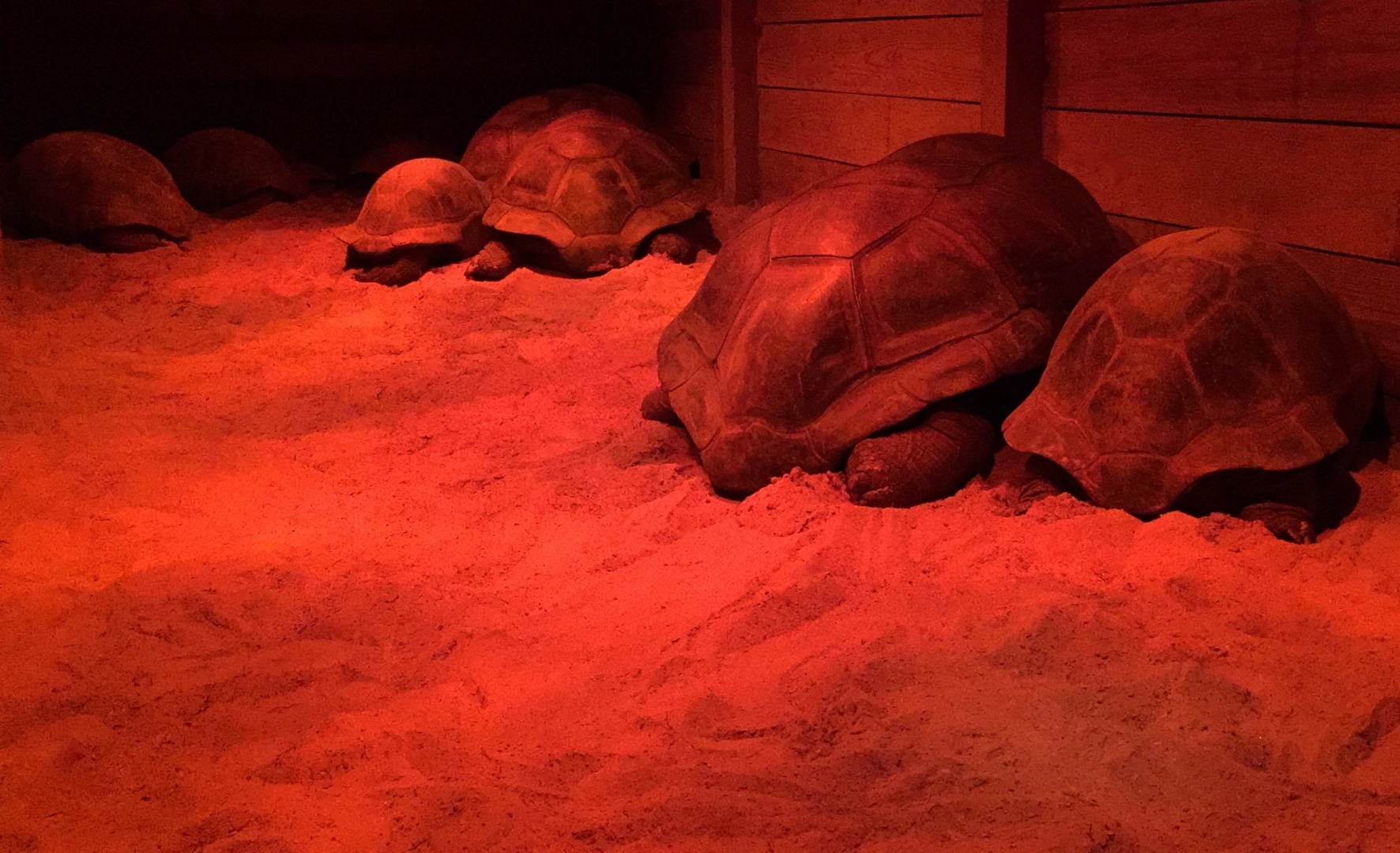 Aldabra Breeders
