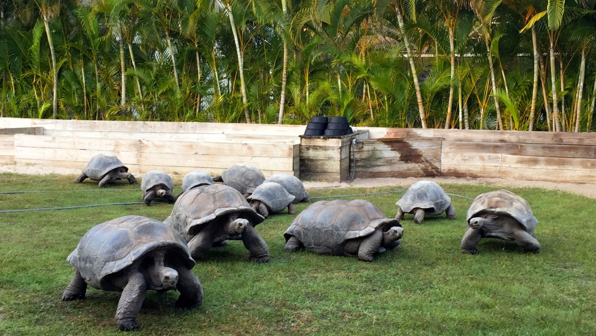 Aldabra Breeders