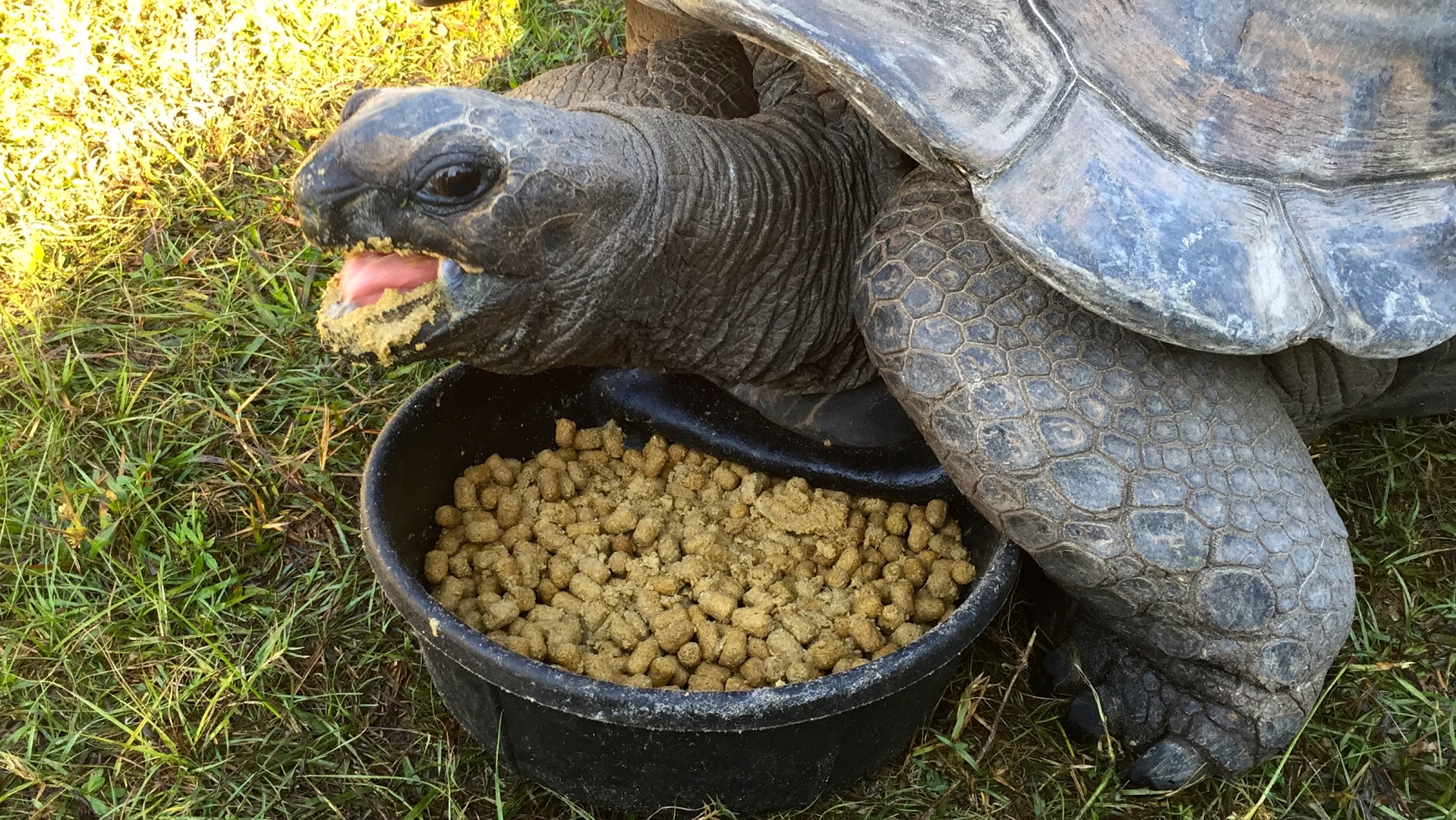 Aldabra Breeders