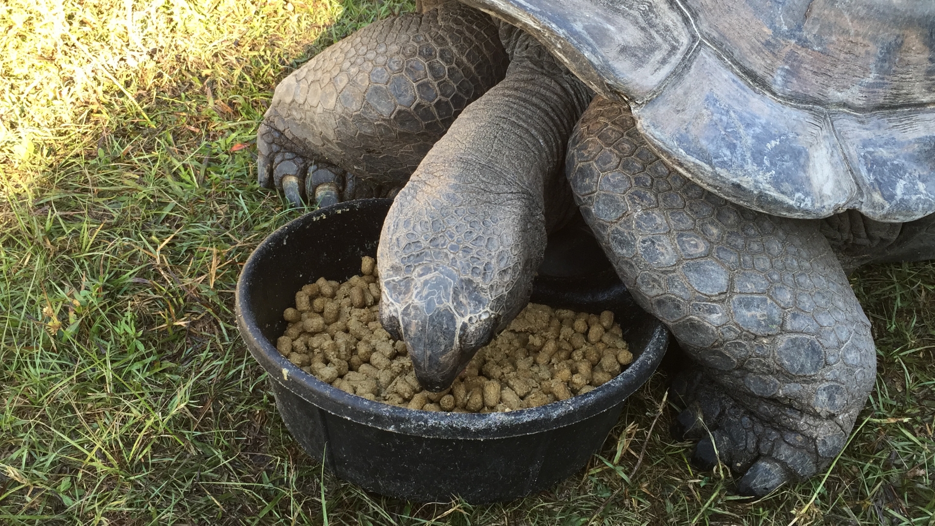 Aldabra Breeders