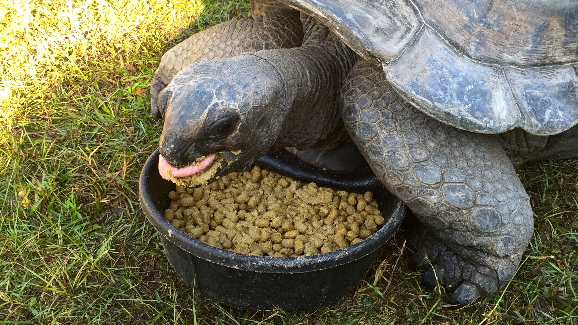 Aldabra Breeders