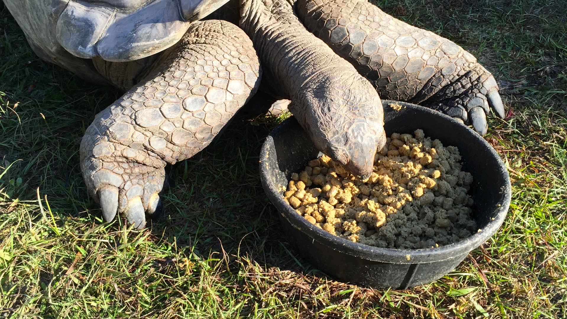 Aldabra Breeders