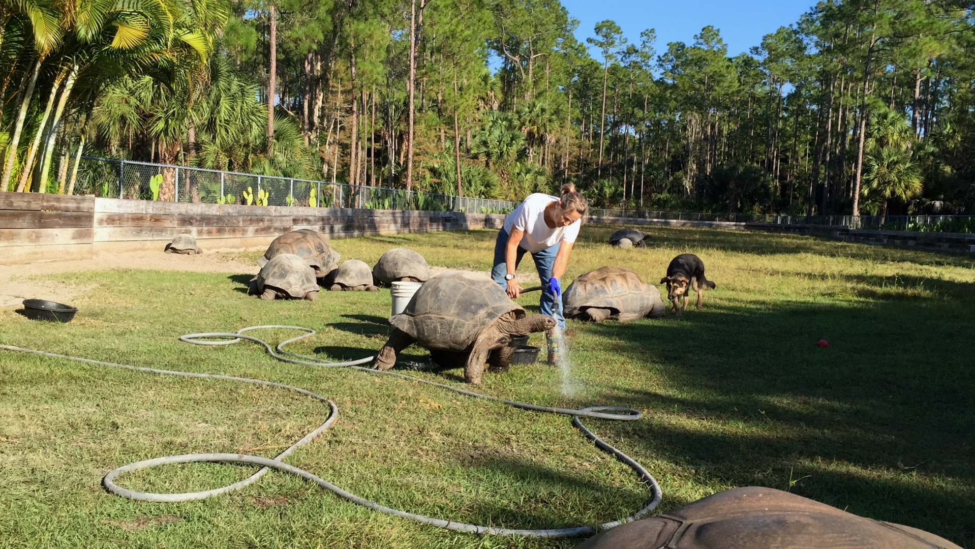 Aldabra Breeders