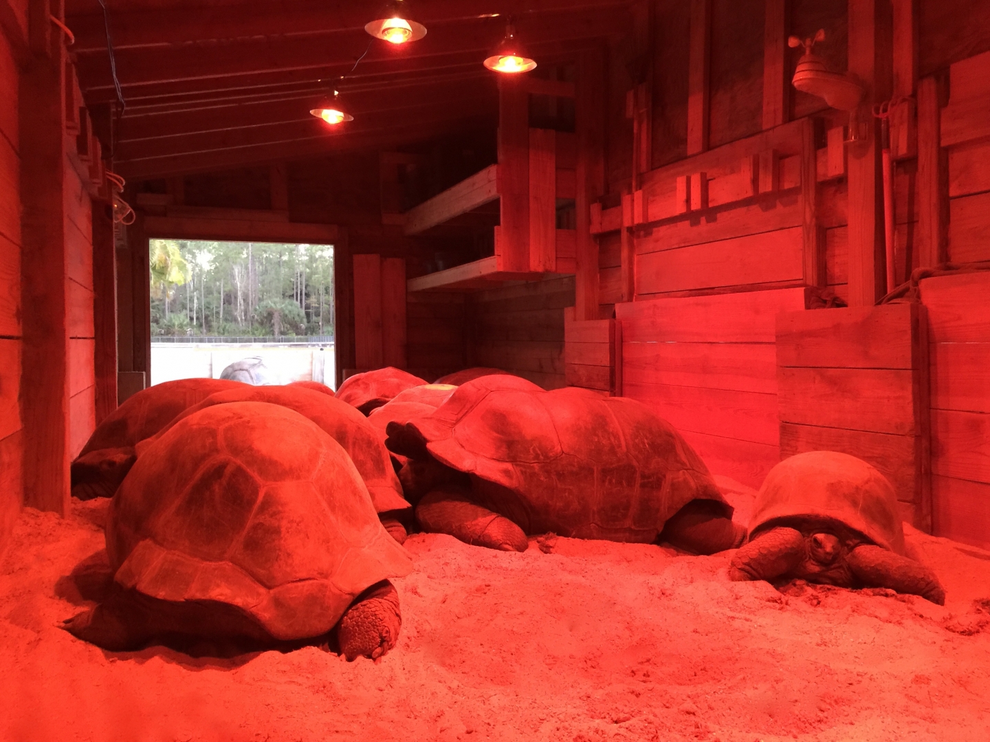 Aldabra Breeders