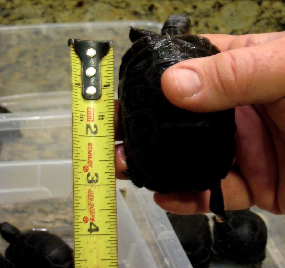 Aldabra Breeders