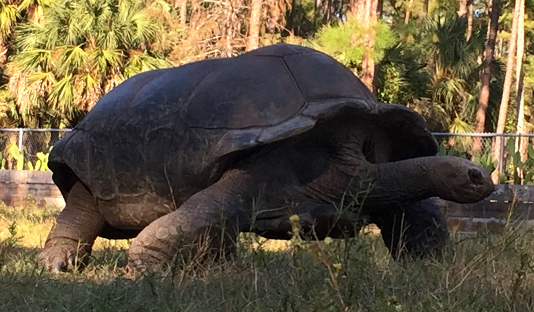 Aldabra Breeders