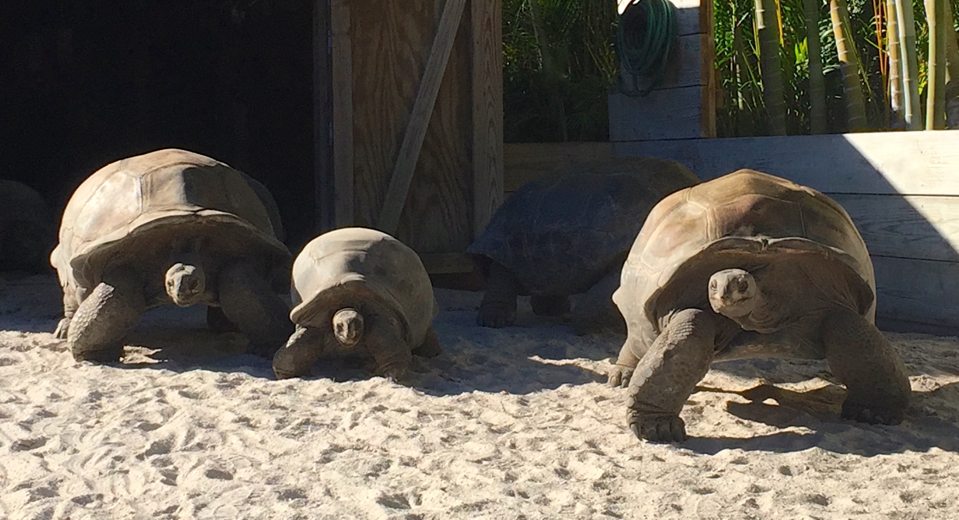 Aldabra Breeders