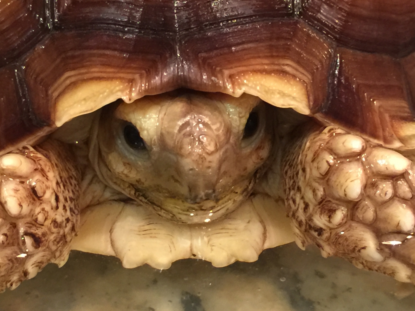 Aldabra Breeders