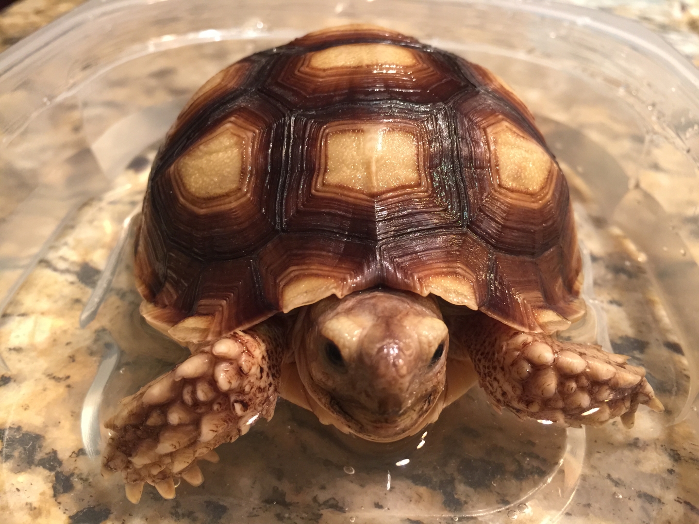 Aldabra Breeders
