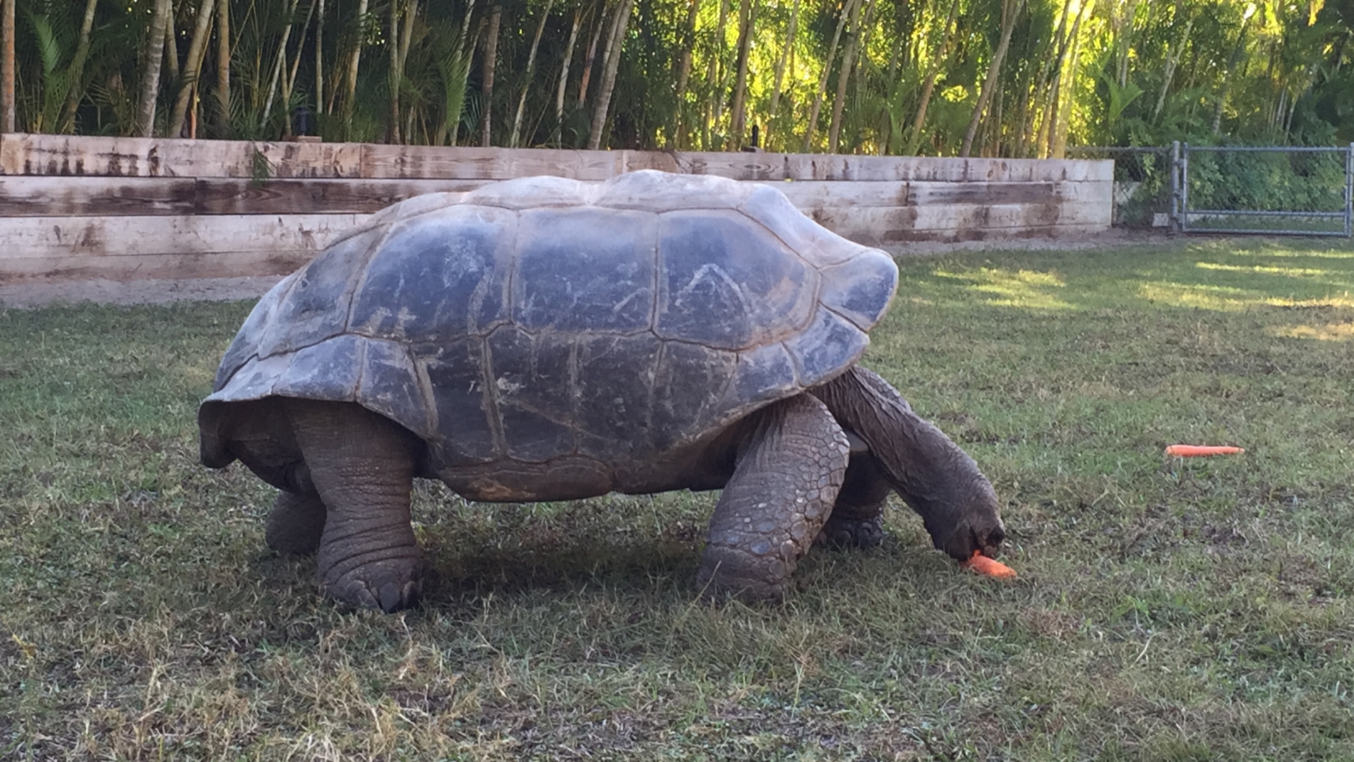 Aldabra Breeders