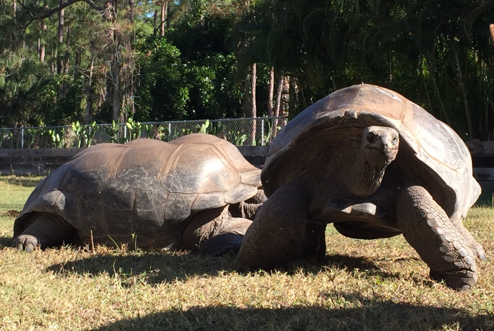 Aldabra Breeders