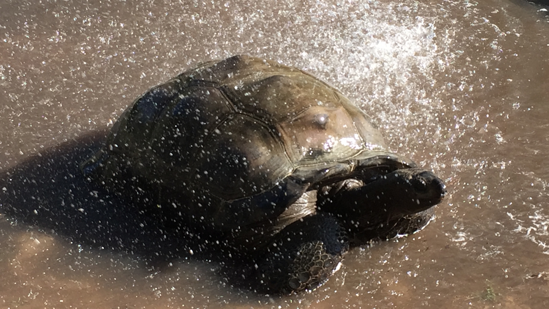Aldabra Breeders