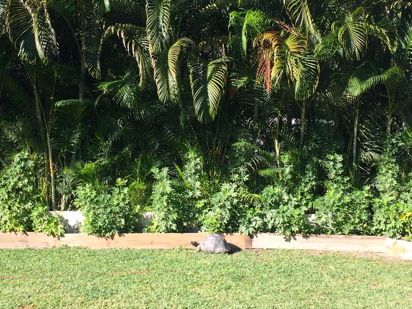 Aldabra Breeders